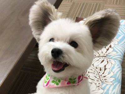 Стрижка под Микки Мауса: Собака из Токио привела в восторг Сеть своим внешним видом