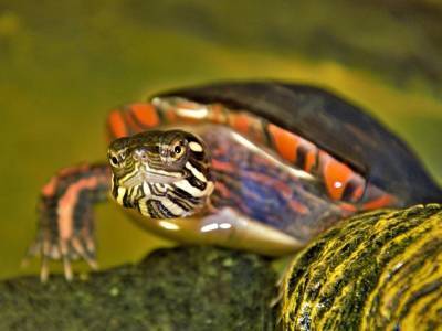 Черепахи больше других животных интересуют нижегородцев