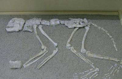 В Индии найдены останки древнего примата, ранее не известного науке