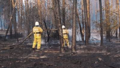 Природный пожар у воронежского поселка Лушниковка локализован на площади 130 га - МЧС