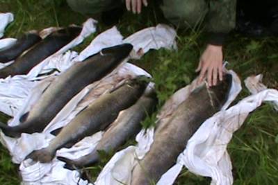 На реке Йоканьга пойманы браконьеры с крупным уловом рыбы