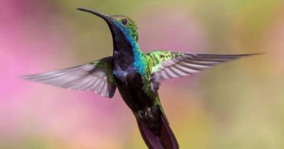 Ученые зафиксировали рекорд у колибри