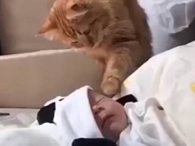 Кошка впервые увидела младенца и знатно удивилась