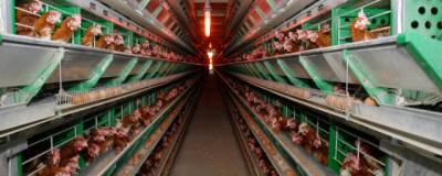 Омская птицефабрика получит более 200 млн рублей за уничтоженную из-за гриппа птицу