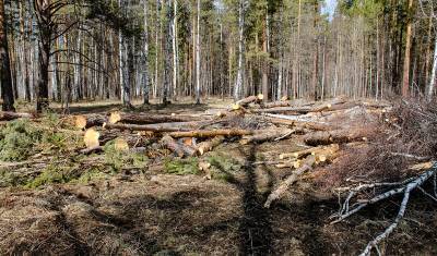 Пожары служат прикрытием для незаконных вырубок лесов в Сибири и на Дальнем Востоке