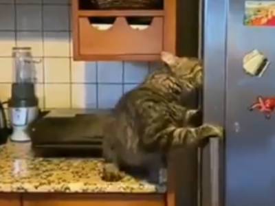 «Ограбление века»: Голодный кот решил полакомиться вкусняшками из хозяйского холодильника и стал звездой Сети