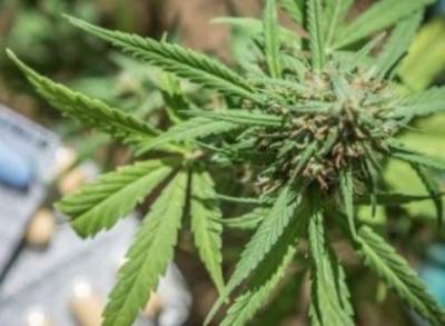 На незаконной плантации по выращиванию марихуаны в Южной Калифорнии застрелены семь человек