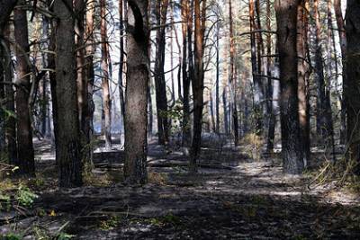 В Бурятии объявили о снижении площади лесных пожаров