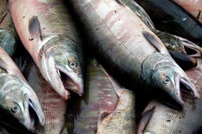 В реке Ува начала гибнуть рыба