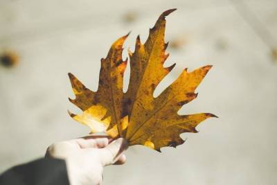 Осенний тест: Попробуйте определить дерево по листочкам