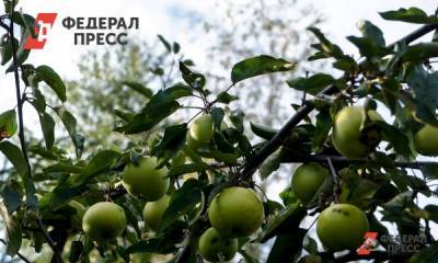 Садоводам Нижегородской области выделят 30 миллионов рублей