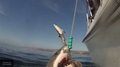 В Австралии погиб мужчина в результате нападения акулы