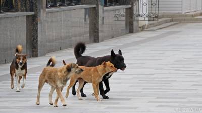 В Симферополе, наконец, обратили внимание на бездомных собак