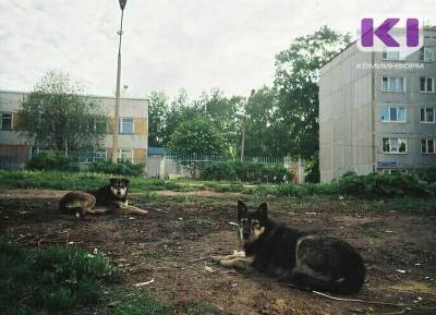 В Княжпогостском районе с начала года выловили 40 бездомных собак