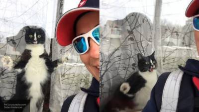 "Злой кошак": пользователей Сети напугал кот-охранник из Канады