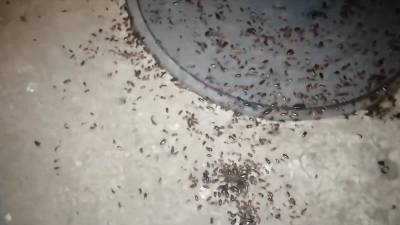 Жители Уфы страдают от полчища тараканов