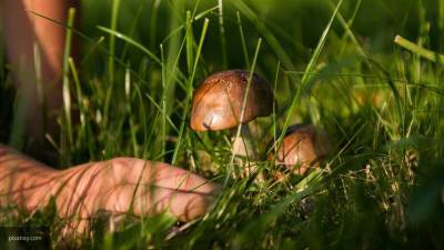 Москвичам рассказали о появлении осенних грибов в местных лесах