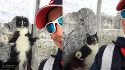 Видео со злобным котом-охранником из Канады покорило пользователей Сети