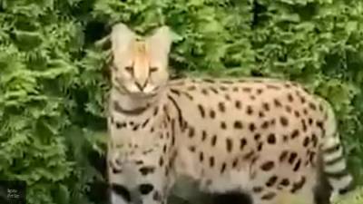 Огромный "леопард" напугал жителей элитного поселка в Подмосковье