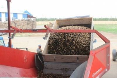 Губернатор Ставрополья: В крае собрали уже 80 тысяч тонн картофеля