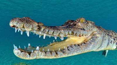 Шокирующие кадры: Австралиец внезапно столкнулся с крокодилом во время рыбалки
