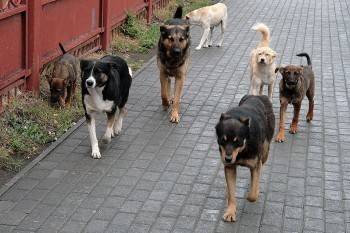 После укусов бездомных собак жители Сокола обратились в больницу