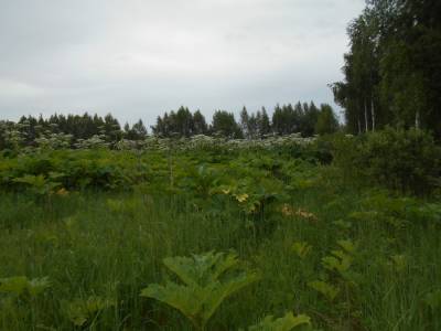 В Кимрском районе 70 гектаров сельхозугодий зарастают борщевиком Сосновского
