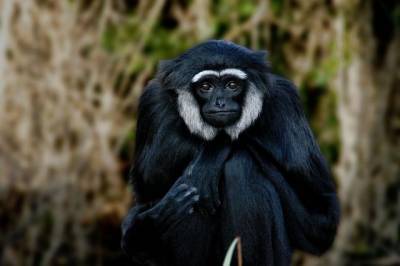 Учёные обнаружили в Индии ранее неизвестный вид ископаемых обезьян - aif.ru - Индия