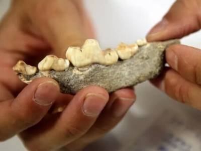 Ученые нашли древнейшие останки первой одомашненной собаки