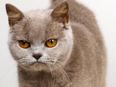 «Идеальная позиция, чтобы осуждать издалека»: строгие кошки рассмешили Сеть
