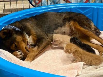 Австралийская овчарка, потерявшая щенков, стала мамой троих котят