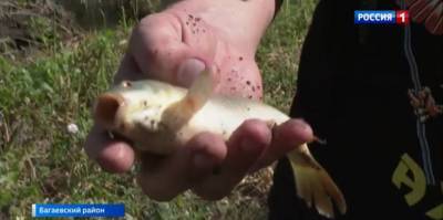 Рыба в ловушке: в Багаевском районе молоди ценных пород грозит гибель