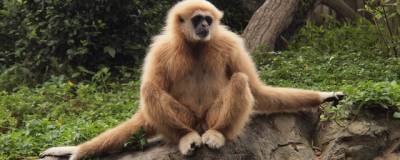 Ученые нашли в Индии новый вид древних приматов