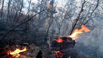 Пожар начался в лесу в Сочи во время запуска фейерверков