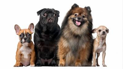 ТОП-10 самых популярных пород собак в России в 2020 году