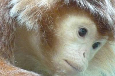 Ученые нашли еще одно сходство обезьян с человеком