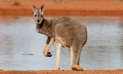В Австралии кенгуру поломало руку мужчине