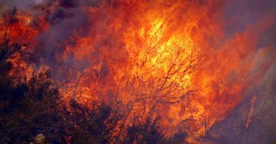 Под Новый год в Добельском районе сгорели 900 домашних птиц, коров и свиней спасли