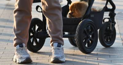 Госполиция Латвии обратилась к хозяевам собак