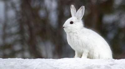 Кролик поцеловал снеговика, но только потом стал ясен его настоящий план (Видео)