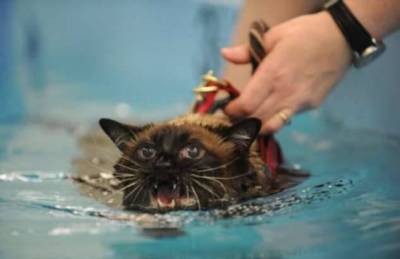 Почему кошки боятся воды? (8 фото)