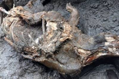 В Сибири нашли "идеально сохранившегося" носорога ледникового периода