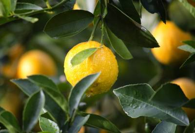 За год в Санкт-Петербурге и Ленобласти съели почти 100 тысяч тонн лимонов