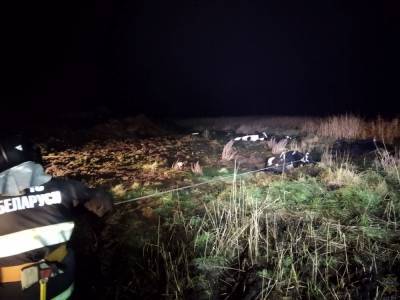 В Хойникском районе 6 коров провалилось в яму