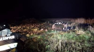 В Хойникском районе в яму провалились 6 коров