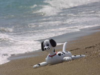 Собакам вход воспрещен: вступили в силу новые правила для посетителей пляжей