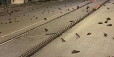 В Риме сотни птиц погибли из-за новогодних фейерверков — фото