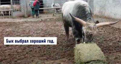 Венгерский бык из Одесского зоопарка напророчил в основном успешный год (видео)