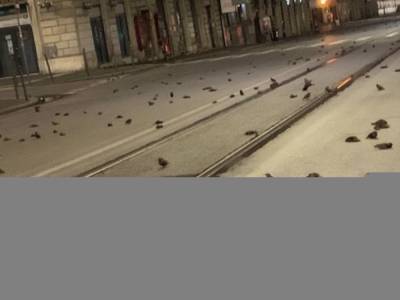 В Риме из-за новогодних фейерверков произошла массовая гибель птиц
