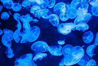 В Азовском море в этом году хотят организовать промышленную добычу медуз
